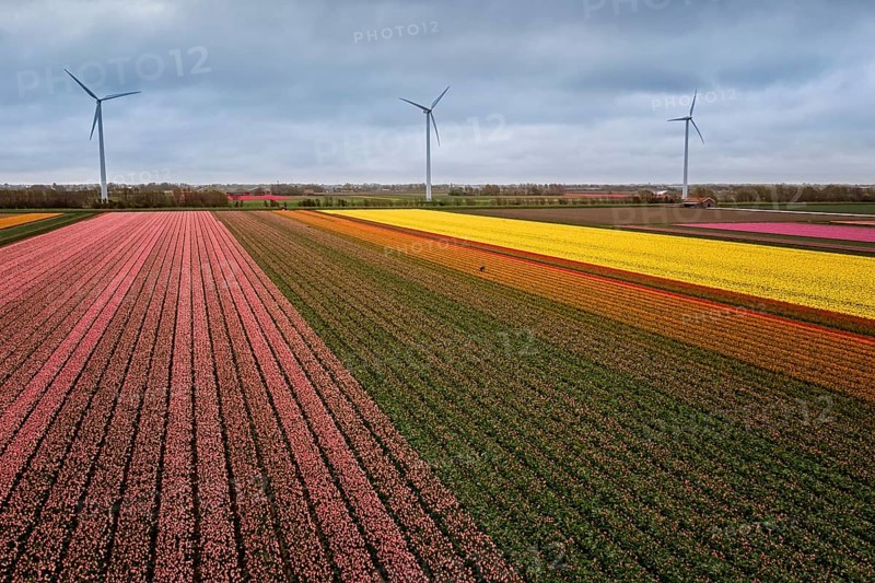 Multicolored flowers, tulip in the fields in the Netherlands