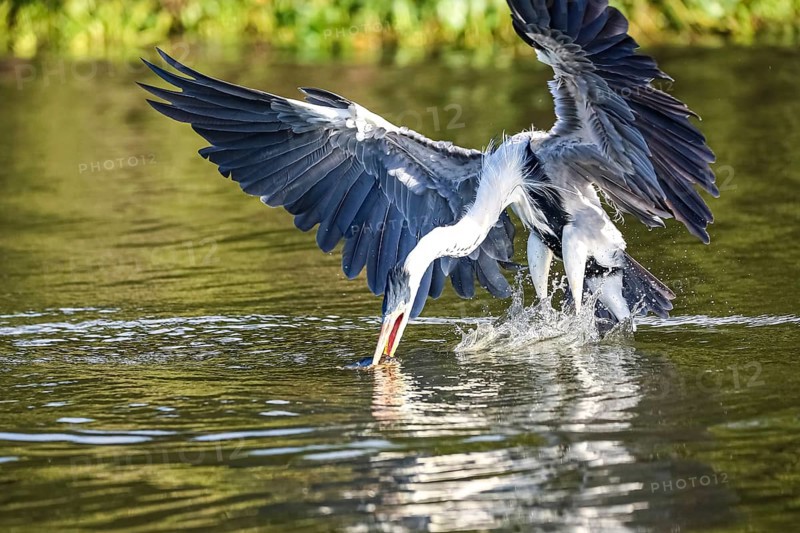 Cocoi heron catching a Pirhana in flight over a river, spreading wings, Pantanal Wetlands, Mato Grosso, Brazil