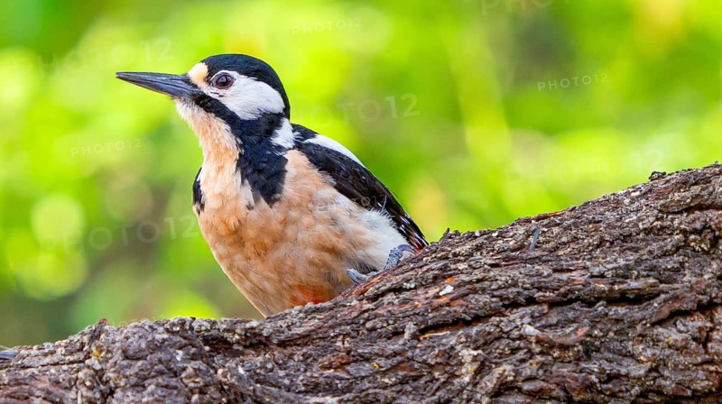 Great Spotted Woodpecker, Dendrocopos major, Mediterranean Forest, Castile and Leon, Spain