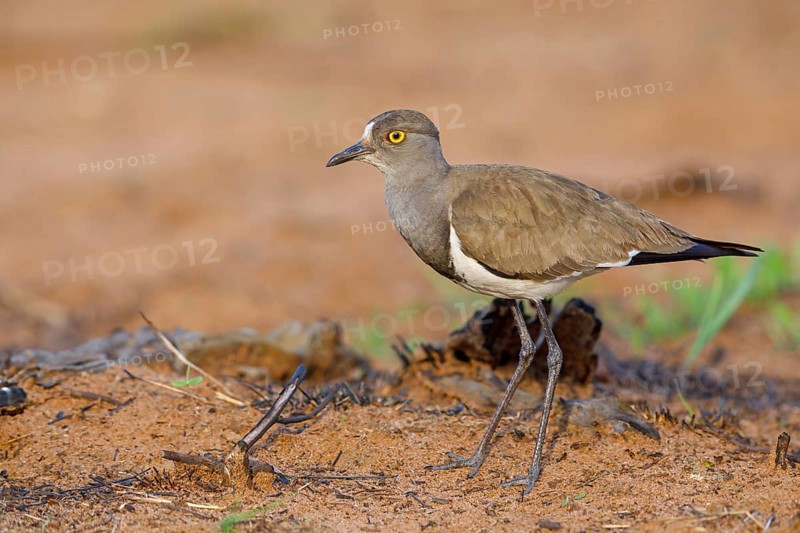 Lapwing (Vanellus lugubris), animals, birds, biotope, habitat, foraging, wader, plover family, Mkuze Game Reserve, Mkuze, KwaZulu-Natal, S¸dafrica