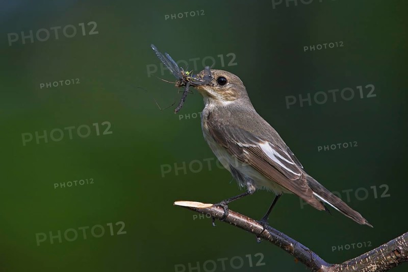 Animals, birds, songbirds, pied flycatcher, (Ficedula hypoleuca), biotope, habitat, perch, foraging, prey, dragonfly, Worms district, Rhineland-Palatinate, Federal Republic of Germany