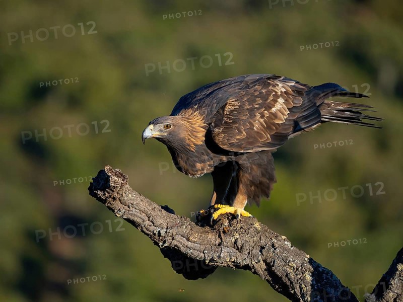 Golden Eagle, (Aquila chrysaetos), bird of prey, hawk family, perch, biotope, habitat, foraging, El Millaron Golden Eagle Hide, Salorino, Extremadura Caceres, Spain