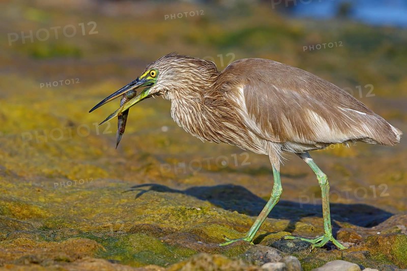 Animal, animals, bird, birds, heron, paddy heron, (Ardeola grayii), heron family, biotope, habitat, waters, foraging, Arabian Peninsula Muscat, Quarayyat, Oman, Middle East