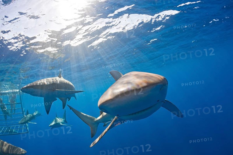 Galapagos sharks, Carcharhinus galapagensis, Oahu, Pacific, Hawaii, USA