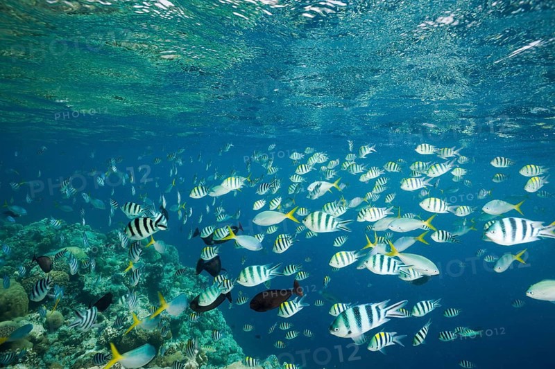 Shoal of coral fish, Micronesia, Palau