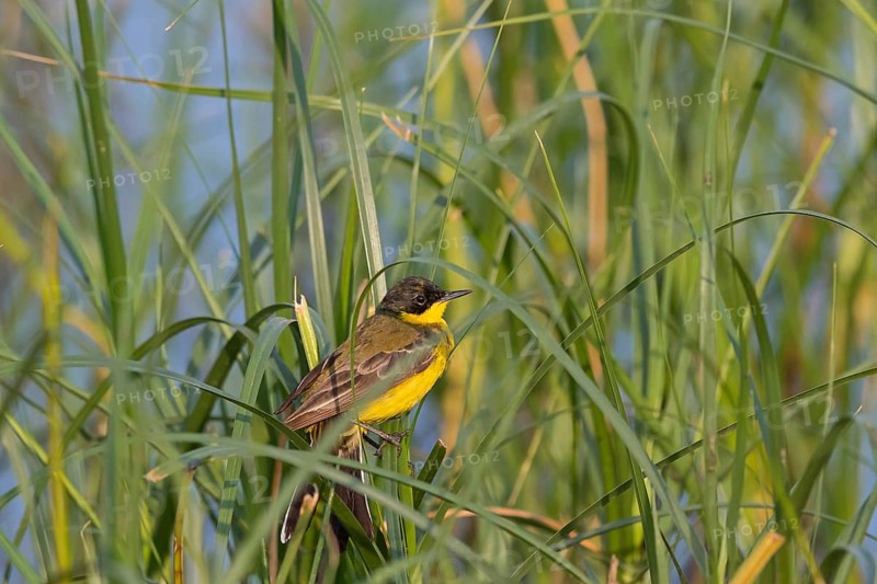 Masked wagtail, (Motacilla flava feldegg), (Motacilla feldegg), Yellow wagtail, Yellow wagtail, songbird, biotope, habitat, foraging, Lesbos, Lesbos Island, Greece
