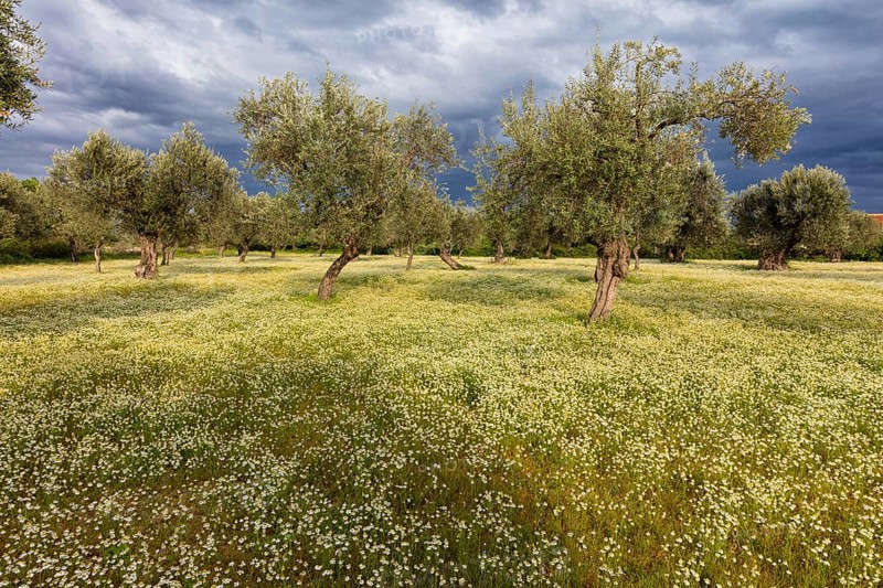 Landscape, Greece, thunderstorm, thunderstorm atmosphere, olive tree, olive grove. Olive, flower meadow, Lesbos Island, Lesbos, Greece