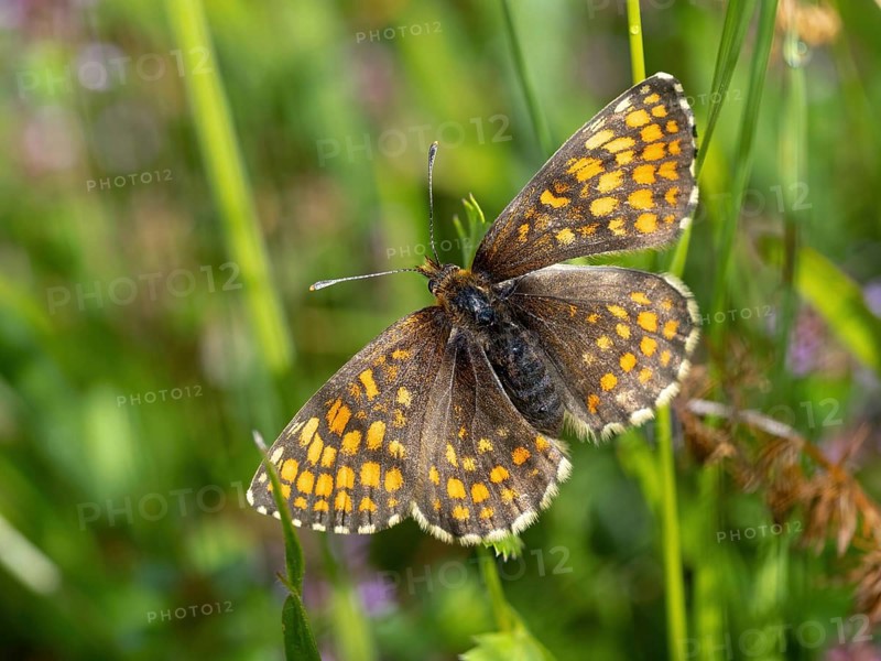 Fritillary butterfly, Common fritillary, (Melitaea athalia), butterfly, butterflies, moths, insect, insects, Black Forest, Feldberg region, Baden-Württemberg, Federal Republic of Germany
