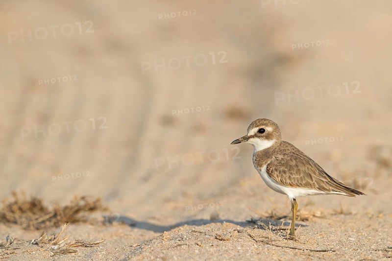 Desert plover, (Charadrius leschenaultii), animals, birds, biotope, habitat, foraging, Middle East, wader, plover family, Barr Al Hikman, Shannah, Ash Sharqiyah South, Oman