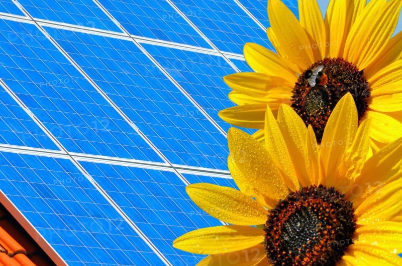 Solar modules with sunflowers, green electricity