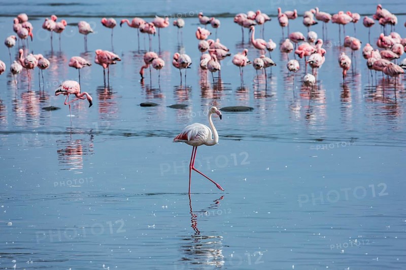 Soloist. Flock of white and pink flamingos feed themselves in coastal silt. Namibia. Sunrise. Ecological, active and photo tourism concept