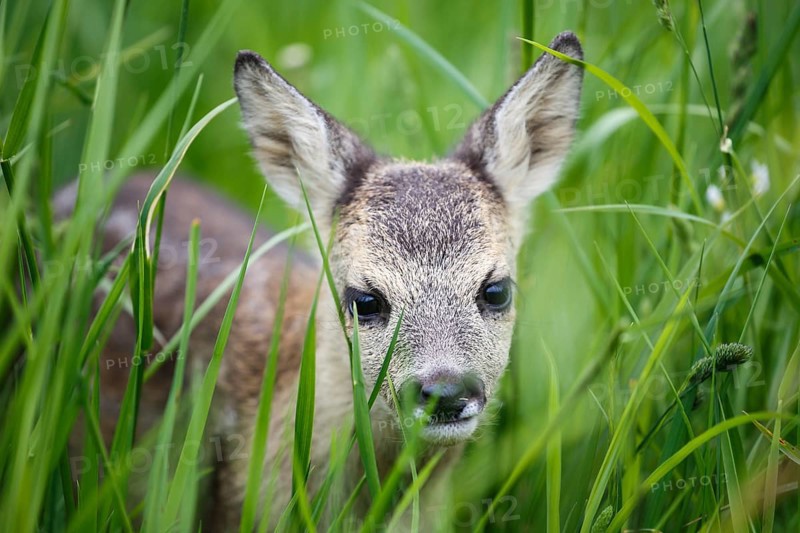 Young wild roe deer in grass, Capreolus capreolus. New born roe deer, wild spring nature