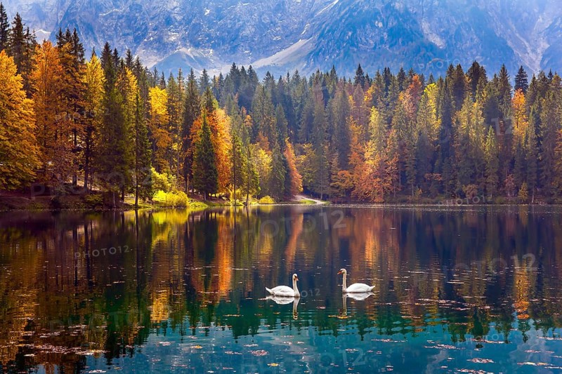 Lake Fuzine. Magnificent colors of autumn. Pair of white swans on the smooth water of the lake. Orange, yellow and red trees are reflected in the lake. The Dolomites mountain range