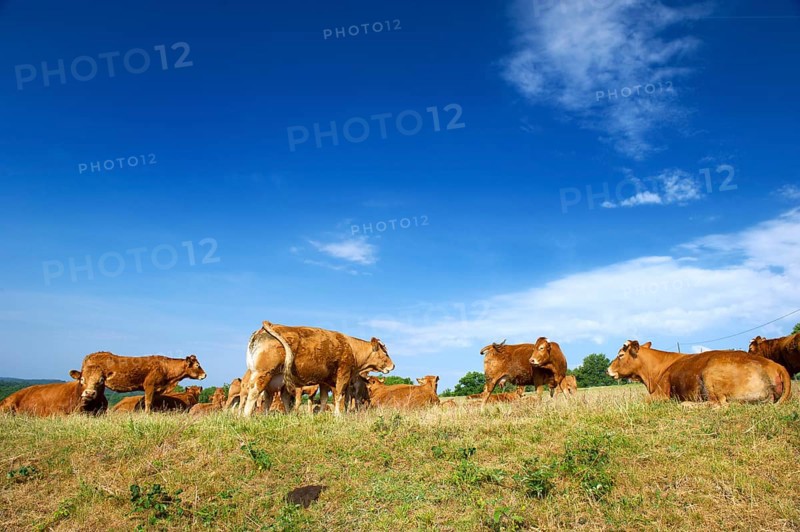 Typical French brown Limousin cows in France