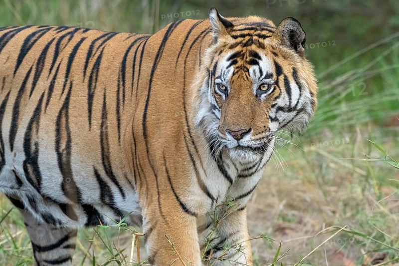 Tiger (Panthera tigris), Bengal tiger or Indian tiger, big cat (Pantherinae), carnivore (Carnivora), critically endangered, animal portrait, Bandhavgarh National Park, tiger reserve, Madhya Pradesh, Vindhya Mountains, India