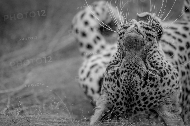 Close up of a female Leopard laying in black and white in the grass in the Kruger National Park, South Africa