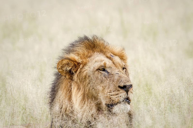 Close up of a big male Lion in the grass in the Central Kalahari, Botswana