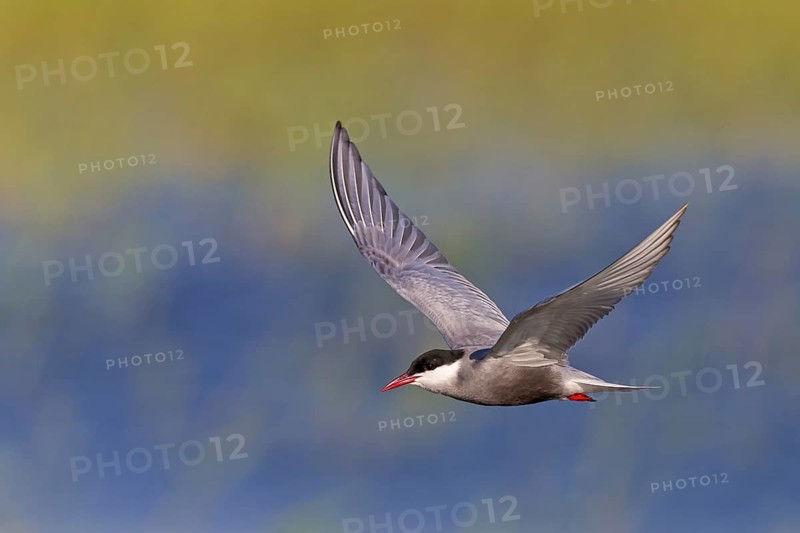 White-bearded Tern, (Chlidonias hybridus, Chlidonias hybrida, family of terns, flight, biotope, habitat, foraging, prey, dive, hunting fish, Lake Neusiedl, Illmitz, Burgenland, Austria