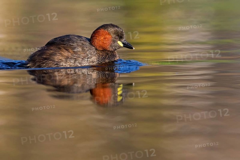 Little grebe, (Tachybaptus ruficollis), (Podiceps ruficollis), animals, birds, grebe family, swims in the water, biotope, habitat, Rosensteinpark, Stuttgart, Baden-Würrttemberg, Federal Republic of Germany