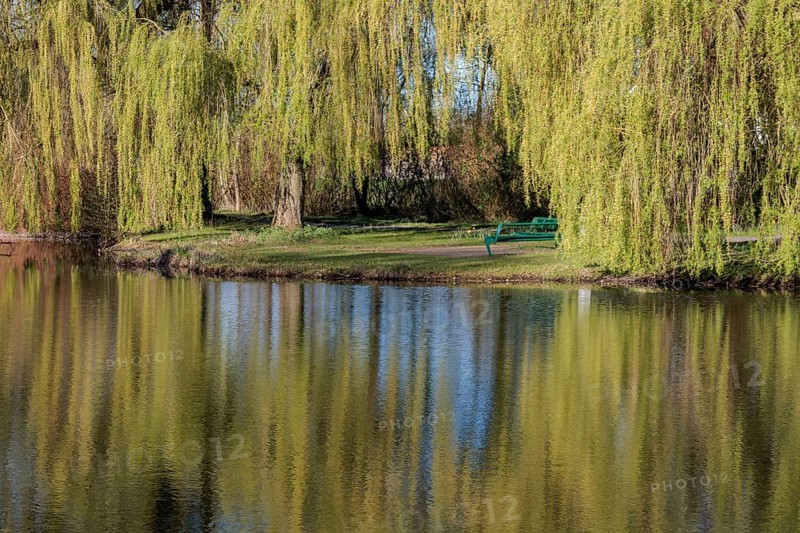 A bench stands under willow trees at the edge of a pond, Gescher, Münsterland, Germany