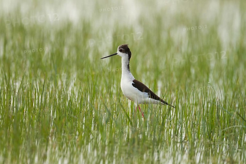 Black-winged Stilt (Himantopus himantopus)