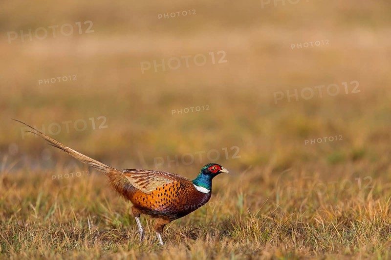 Pheasant, cock, male, (Phasianus colchicus), animals, birds, chicken family, centrapole, Kutno, Lodz, Poland