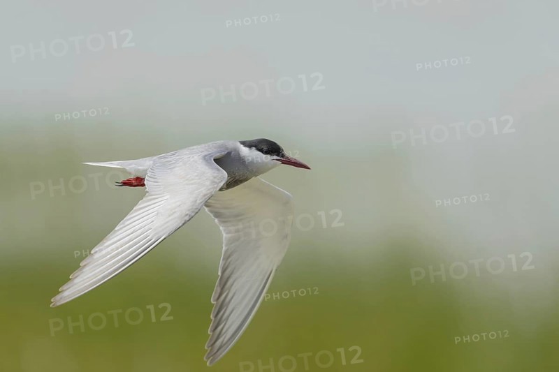 White-bearded Tern (Chlidonias hybrida)