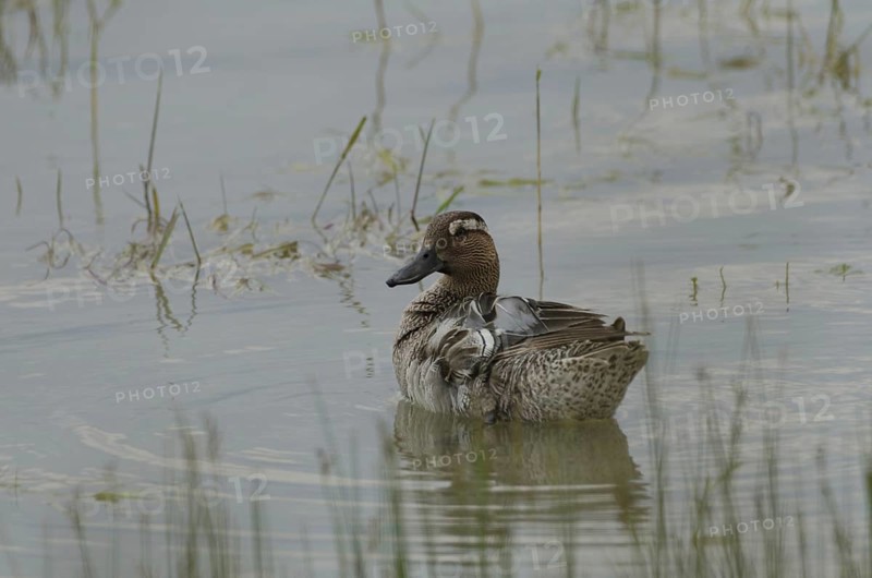 Garganey, male (Anas querquedula)