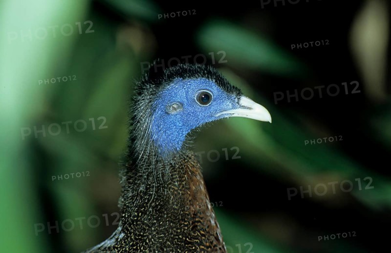 Argus pheasant (Argusianus argus)