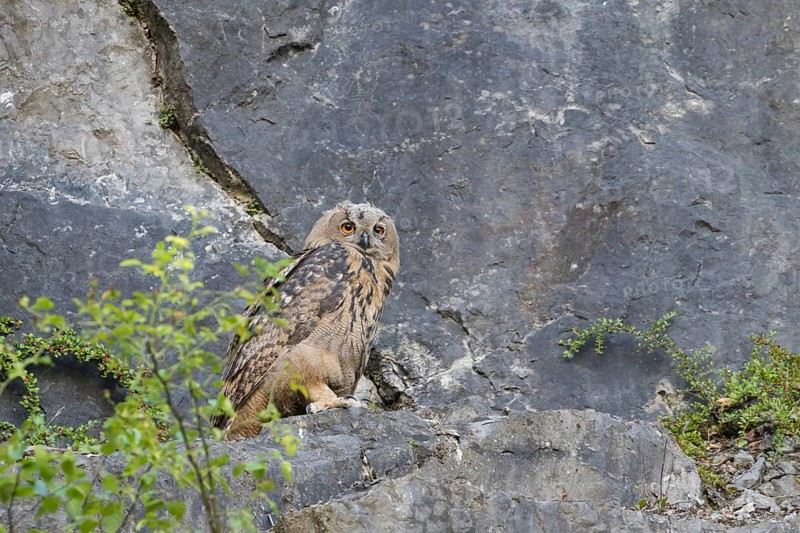 Eurasian Eagle-owl (Bubo bubo)