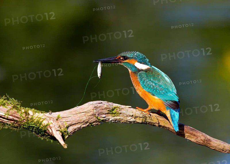 Successful dive (Alcedo atthis)