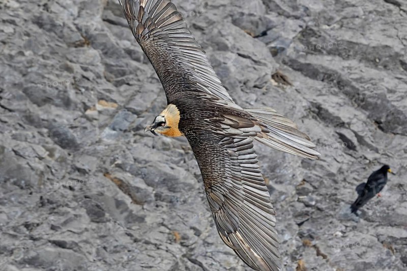 Bearded vulture, lammergeier, (Gypaetus barbatus), (Gypaetus barbatus meridionalis), flight photo, animals, birds, vulture, bird of prey, hawk-like family, mountain scenery, blue sky, free-view, Gemmi Pass, Valais, Switzerland
