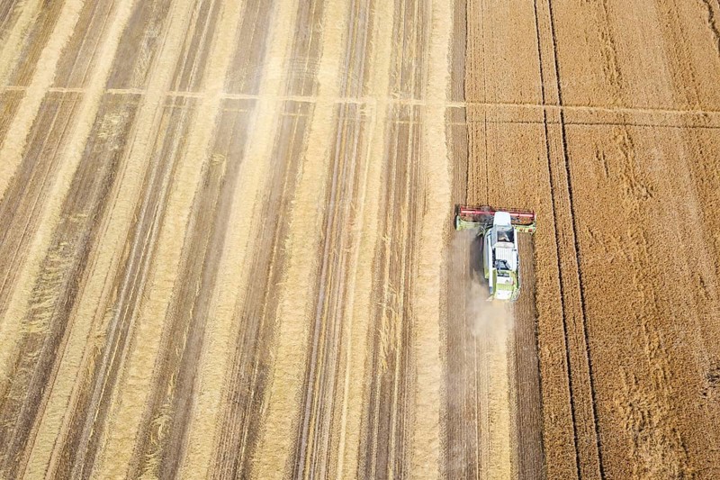 Combine harvester working on a wheat field. Combine harvester Aerial view