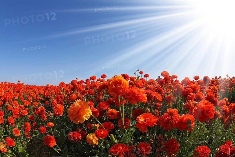 The sparkling sun rays illuminate a large field of blooming orange and white buttercups. Photo taken by lens Fisheye