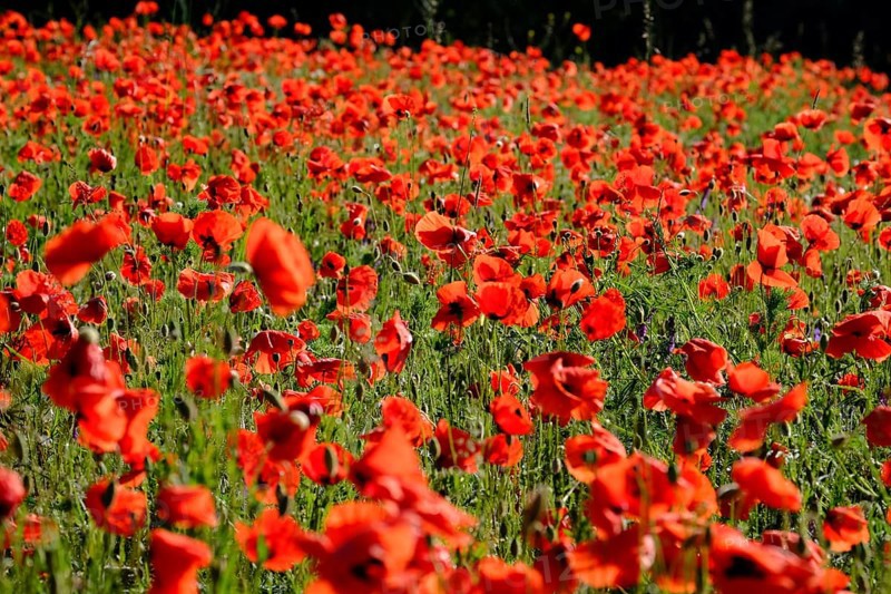 Poppy, poppy seed, papaver