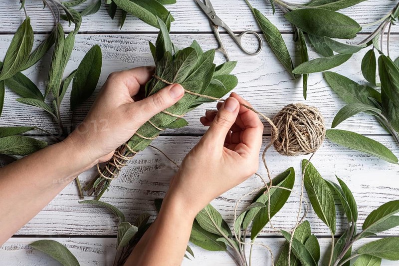 Sage leaf bundle in hands, hemp string and scissors on old wooden table