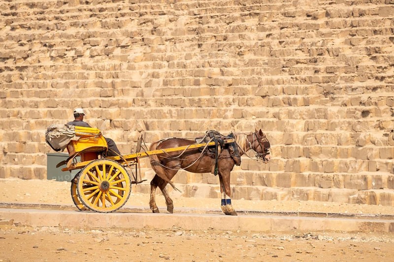An image of a horse driver at the pyramids of Giza Cairo Egypt waiting for a tourist