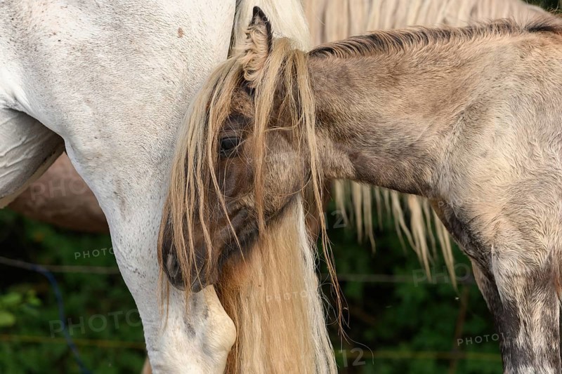 Draft Horse portrait in a pasture in the french country
