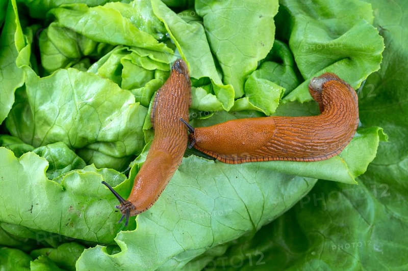 A slug in the garden eats a lettuce leaf. Snail plague in the garden