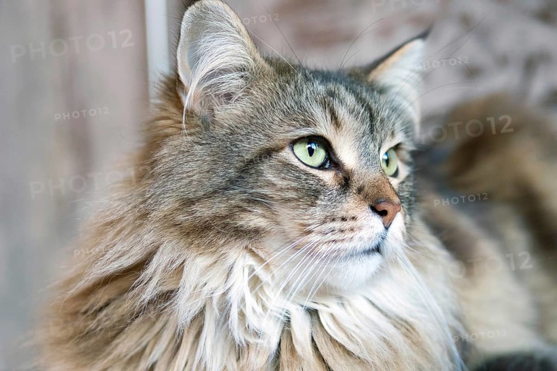 Maine Coon cat, portrait, pedigree cat, animals, mammals, resting, Maine-Coon, pet, domestic cat, Hesse, Federal Republic of Germany