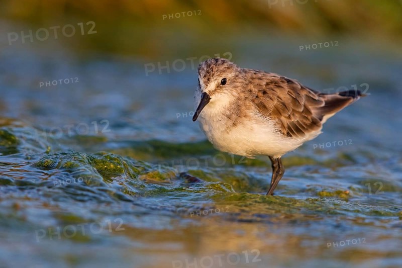 Little stint (Calidris minuta), Bécasseau minute, Correlimos Menudo, Kalloni Salt Pans, Lesvos, Greece
