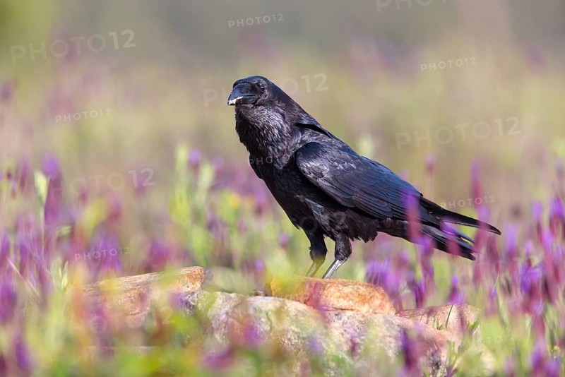 Raven, Common Raven, Raven, (Corvus cor), Grand Corbeau, Hides De Calera / Valley Hide, Calera Y Chozas, Castilla La Mancha / Toledo, Spain
