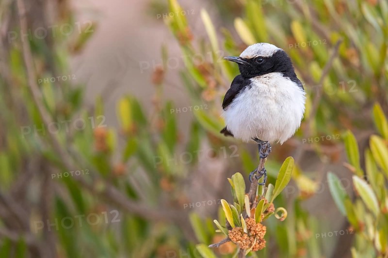 Arabian wheatear, Arabian wheatear, (Oenanthe lugentoide, Middle East, Oman, Jabal Samhan, Salalah, Dhofar, Oman