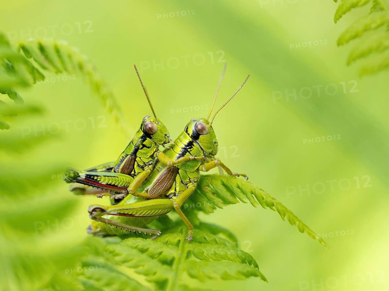 Green mountain grasshopper (Miramella alpina), Grasshopper, Green Mountain Grasshopper, grasshopper, insect, insects, close-up, Black Forest, Feldberg region, Baden-Württemberg, Federal Republic of Germany
