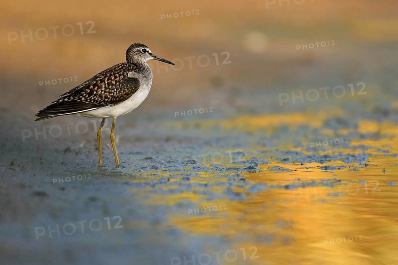 Wood sandpiper (Tringa glareola), Chevalier sylvain, Andarríos Bastardo, Raysut, Salalah, Sohar, Oman