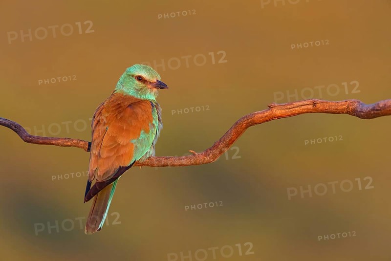European roller (Coracias garrulus), on a perch
