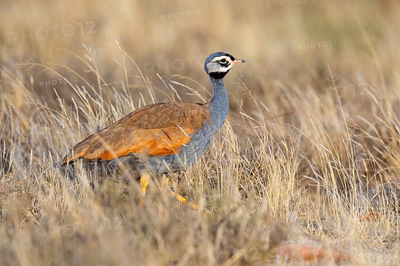 Blue bustard, (Eupodotis caerulescen), Blue Bustard, Blue Korhaan, Outarde plombée, Sisón azulado