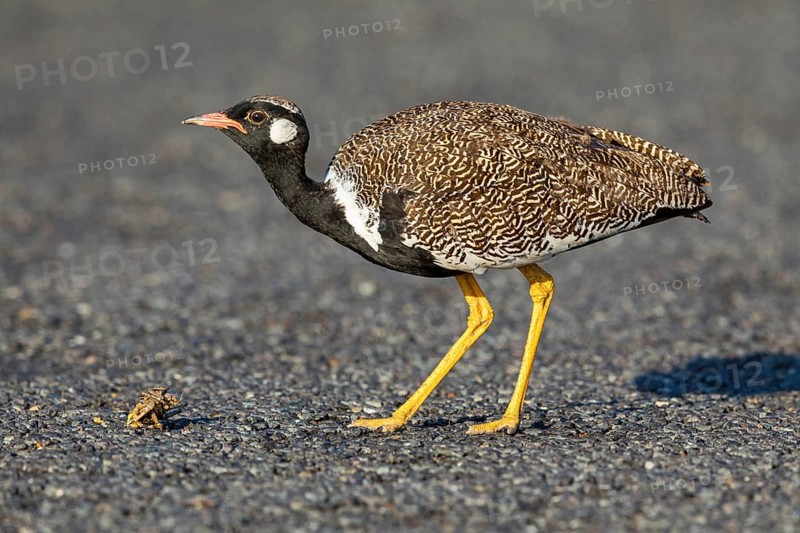 Black bustard (Afrotis afra), Afrotis atra, Eupodotis afra, Black Bustard, Southern Black Korhaan, West Coast National Park, Langebaan, Western Cape, South Africa