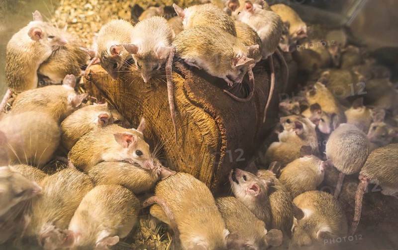Rats on wood in cell. Many rats