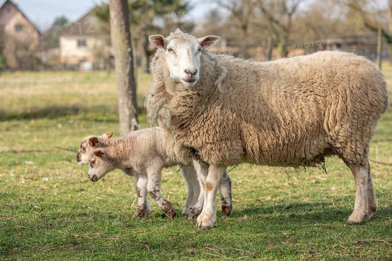 Ewe with her lambs in a meadow during springtime